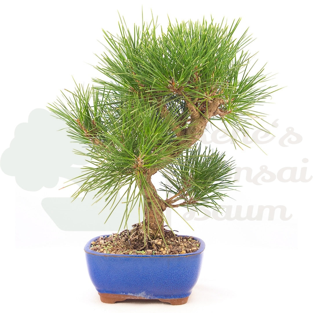 Japanische Schwarzkiefer 'Pinus thunbergii'